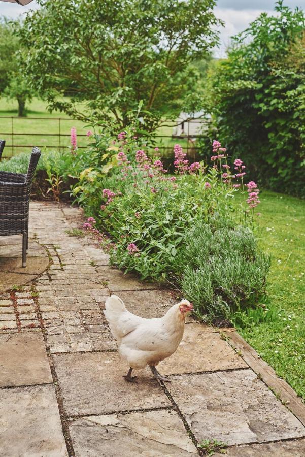 Apple Tree Cottage Beckford Екстериор снимка